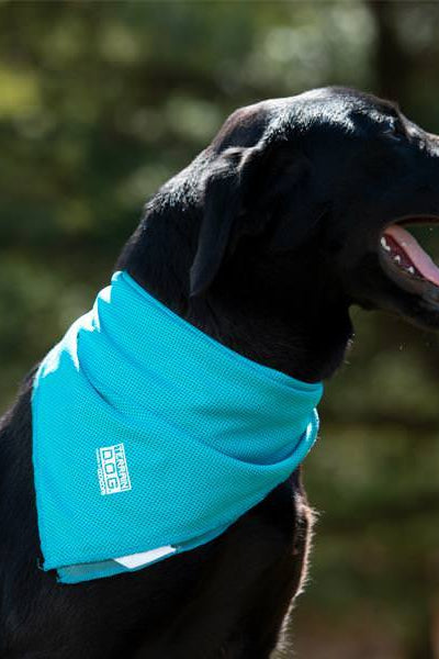 Cooling Bandana in Turquoise - 12x12"